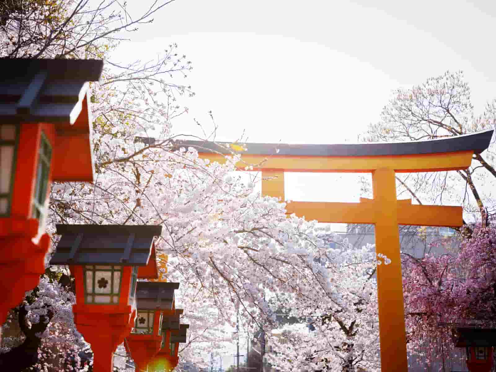 花山天皇が桜をお手植えされた古例により、毎年4月10日に桜花祭りが行われ、夜桜の名所としても知られるこの神社は？京都検定3級過去問